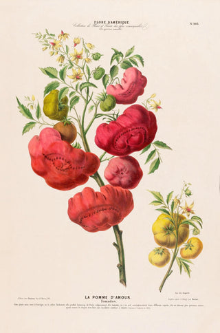La Pomme d'Amour – Botanical Poster | Kunstdruck | historische Tomatenillustration