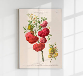 La Pomme d'Amour Botanical Poster, botanischer Kunstdruck mit historischer Tomatenillustration im zeitlosen Fine-Art-Stil auf säurefreiem Papier oder Canvas
