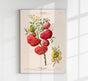 La Pomme d'Amour – Botanical Poster | Art Print | Historical Tomato Illustration