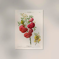 La Pomme d'Amour – Botanical Poster | Art Print | Historical Tomato Illustration — Ansicht 2