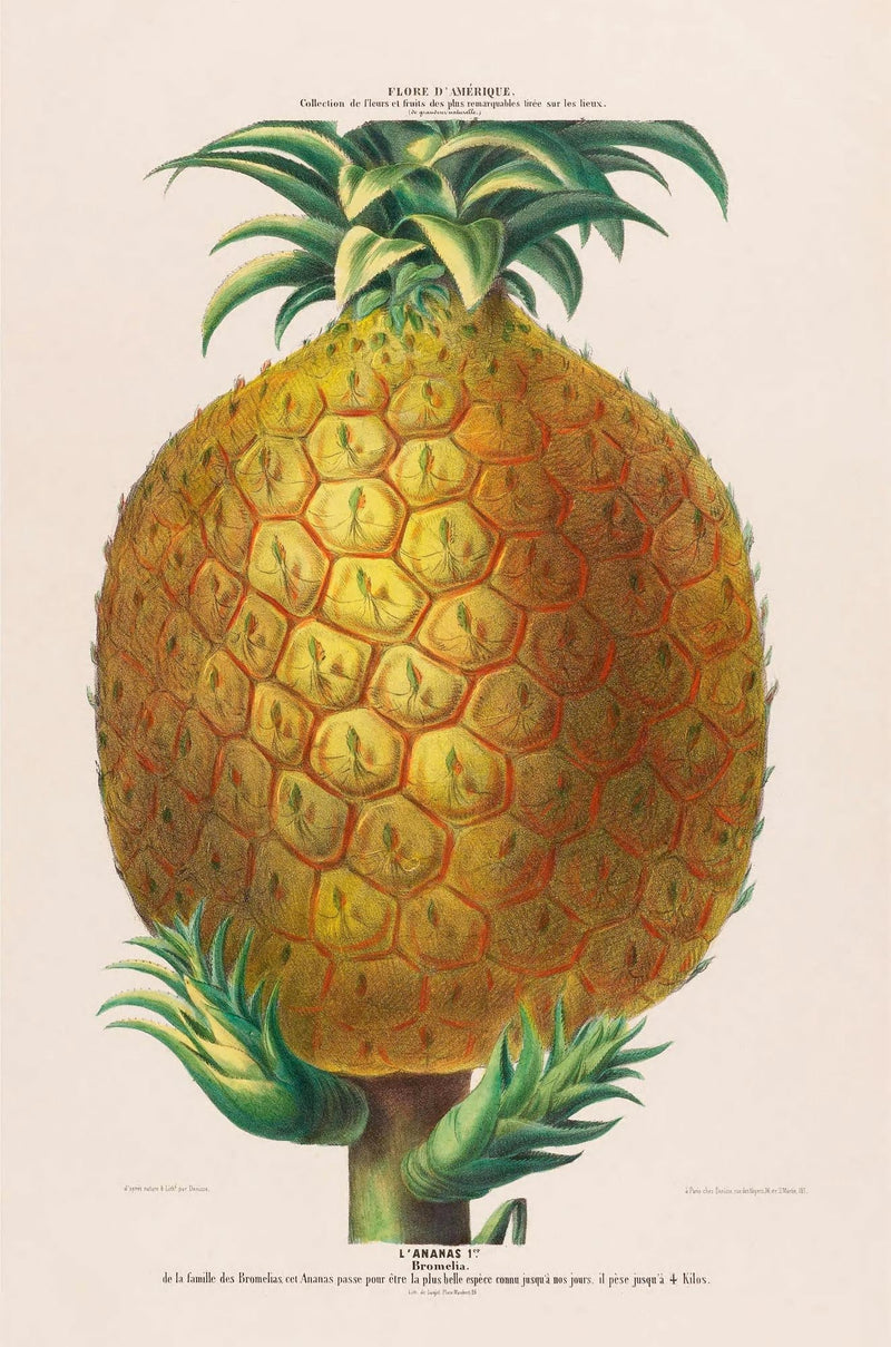 Pineapple Botanical Poster - Art Print Pineapple Illustration Fine Art — Ansicht 3