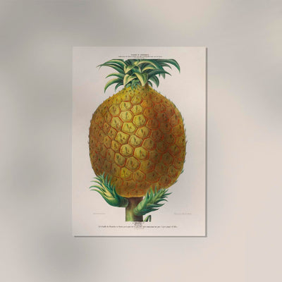 Pineapple Botanical Poster - Art Print Pineapple Illustration Fine Art