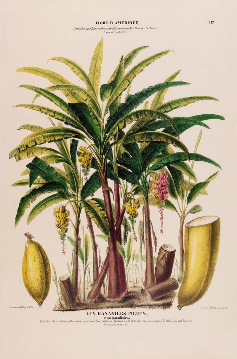 Les Bananiers Figues Botanical Poster – Art Print Patroa Studio — Ansicht 3