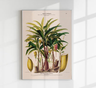 Les Bananiers Figues Botanical Poster, botanischer Kunstdruck mit tropischer Bananen- und Feigenillustration im zeitlosen Fine-Art-Stil auf säurefreiem Papier oder Canvas
