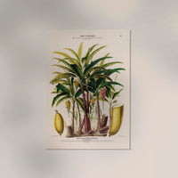 Les Bananiers Figues Botanical Poster – Art Print Patroa Studio — Ansicht 2