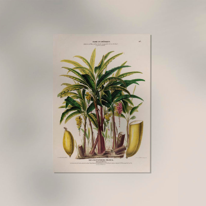 Les Bananiers Figues Botanical Poster – Art Print Patroa Studio — Ansicht 2