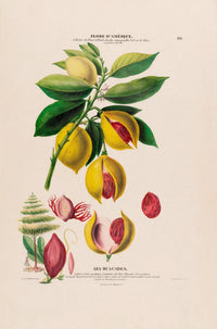 Les Muscades Botanical Poster | Art Print | Timeless Plant Illustration — Ansicht 3