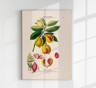 Les Muscades Botanical Poster, botanischer Kunstdruck mit feiner Früchte- und Pflanzenillustration im zeitlosen Fine-Art-Stil auf säurefreiem Papier oder Canvas
