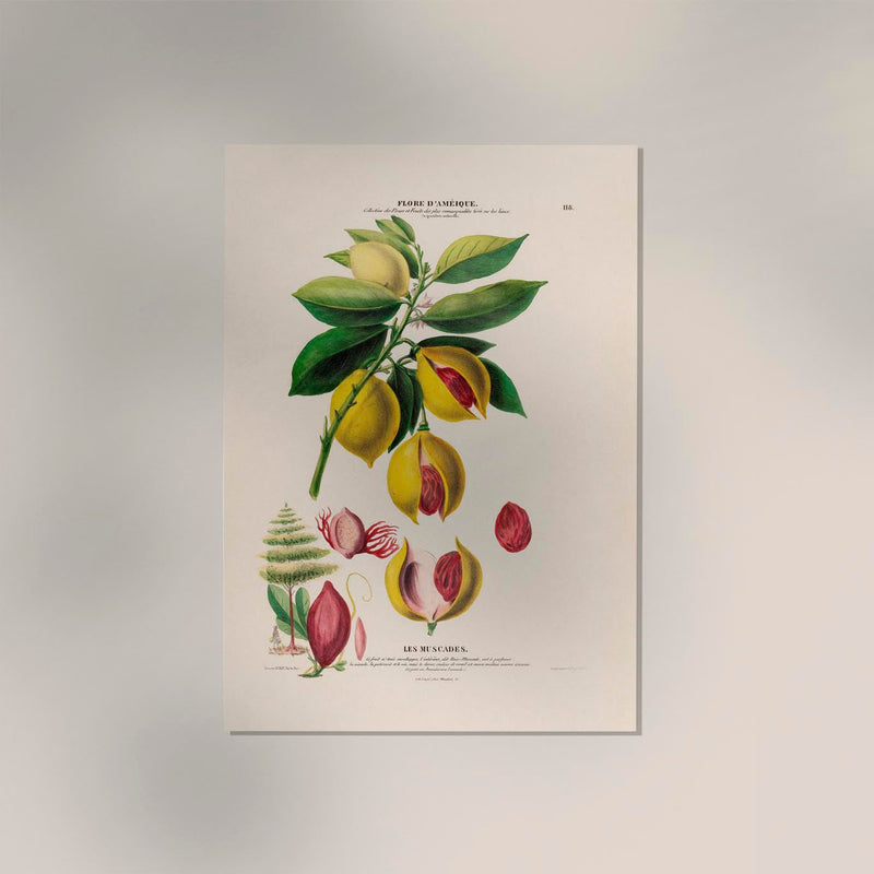 Les Muscades Botanical Poster | Art Print | Timeless Plant Illustration — Ansicht 2
