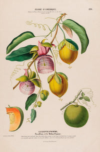 La Lianne Pomme Botanical Poster – Art Print with Botanical Illustration — Ansicht 3