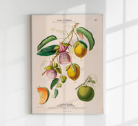La Lianne Pomme Botanical Poster – Art Print with Botanical Illustration — Ansicht 1
