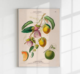 La Lianne Pomme Botanical Poster, botanischer Kunstdruck mit feiner Pflanzenillustration im zeitlosen Fine-Art-Stil auf säurefreiem Papier oder Canvas
