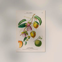 La Lianne Pomme Botanical Poster – Art Print with Botanical Illustration — Ansicht 2