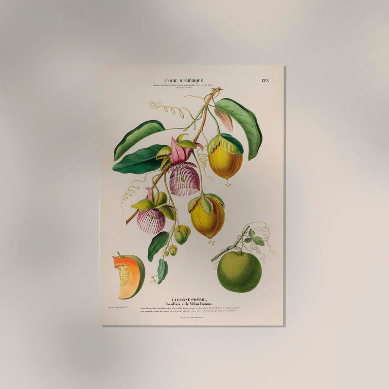 La Lianne Pomme Botanical Poster – Art Print with Botanical Illustration — Ansicht 2