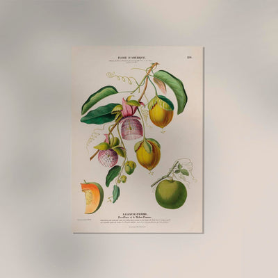 La Lianne Pomme Botanical Poster – Kunstdruck mit botanischer Illustration