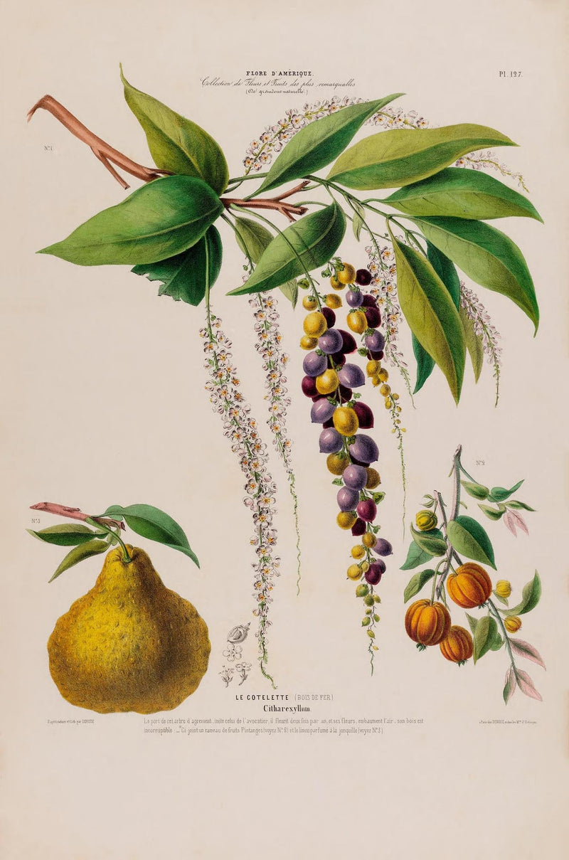 Le Cotelette Botanical Poster – Fine Art Print Herbs & Lemon — Ansicht 3