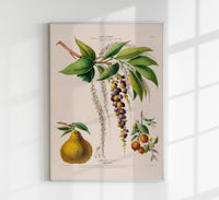 Le Cotelette Botanical Poster – Fine Art Print Herbs & Lemon — Ansicht 1