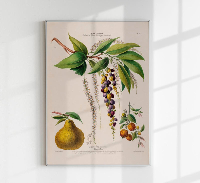 Le Cotelette Botanical Poster – Fine Art Print Herbs & Lemon — Patroa Studio