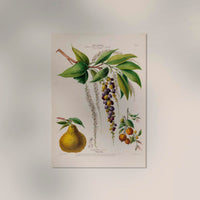 Le Cotelette Botanical Poster – Fine Art Print Herbs & Lemon — Ansicht 2