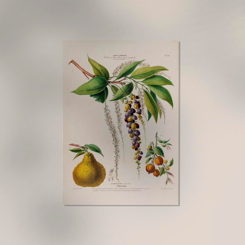 Le Cotelette Botanical Poster – Fine Art Print Herbs & Lemon — Ansicht 2