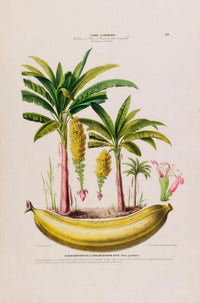 The Banana Plant Musa Paradisica – Botanical Fine Art Poster — Ansicht 3