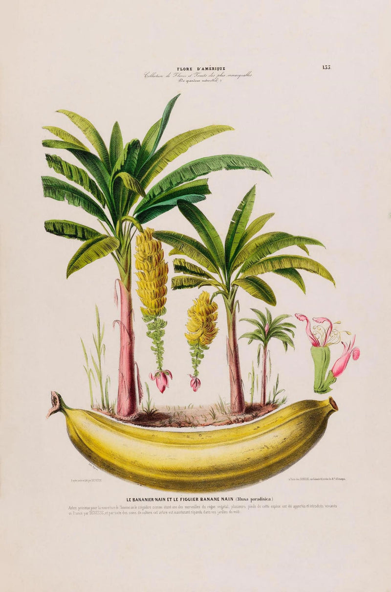 The Banana Plant Musa Paradisica – Botanical Fine Art Poster — Ansicht 3