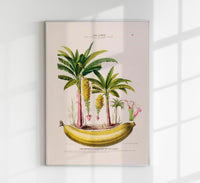 The Banana Plant Musa Paradisica – Botanical Fine Art Poster — Ansicht 1