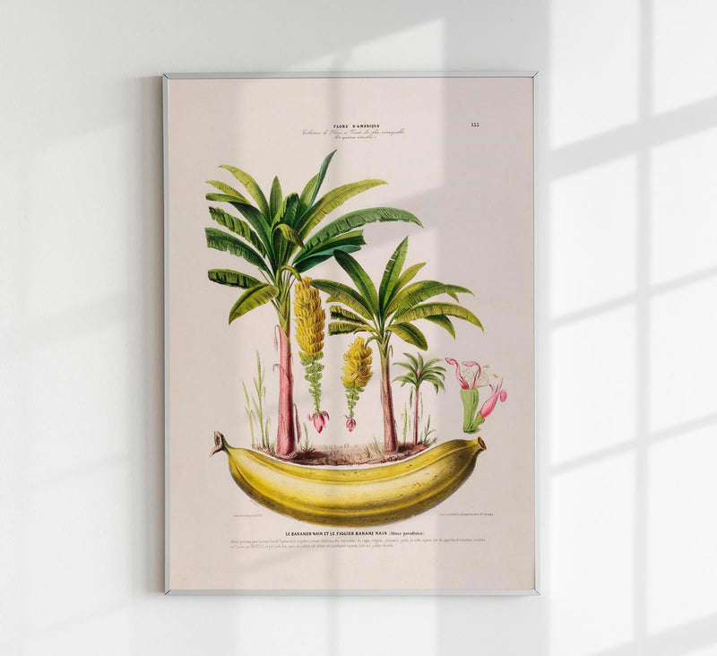 The Banana Plant Musa Paradisica – Botanical Fine Art Poster — Patroa Studio