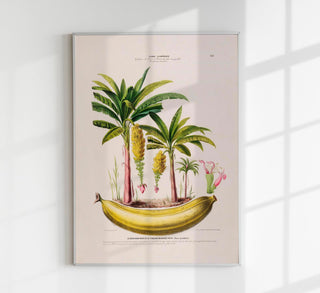 The Banana Plant Musa Paradisica – Botanical Fine Art Poster