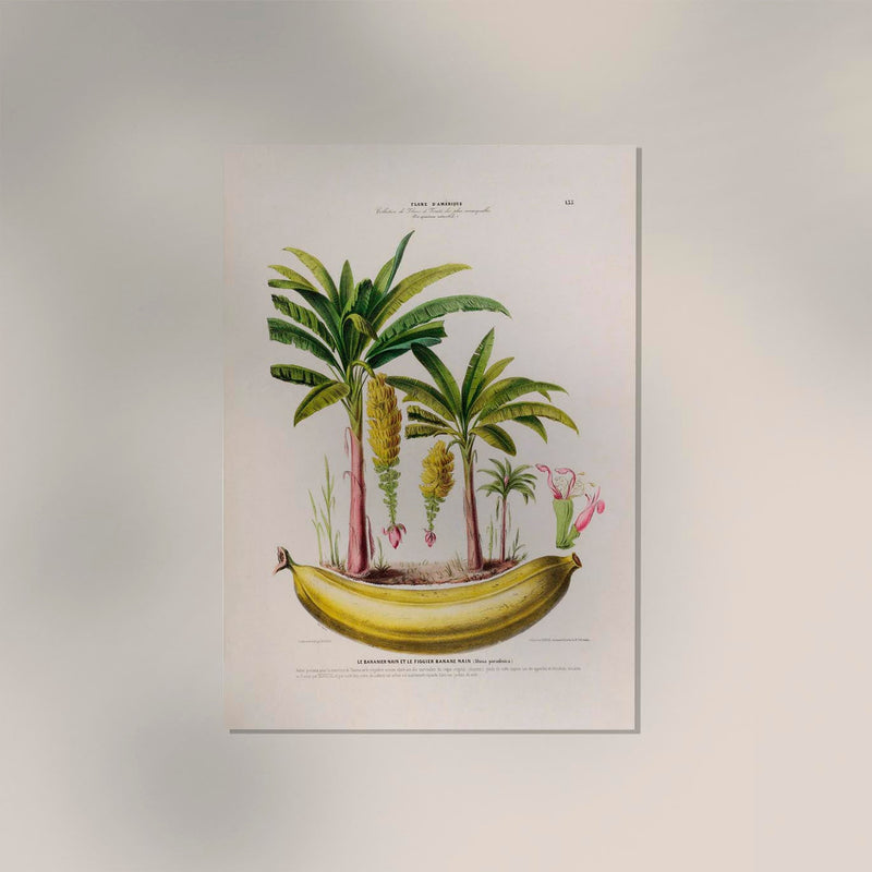 The Banana Plant Musa Paradisica – Botanical Fine Art Poster — Ansicht 2