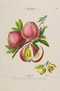 La Peche Botanical Poster – Fine Art Print Patroa Studio — Ansicht 3