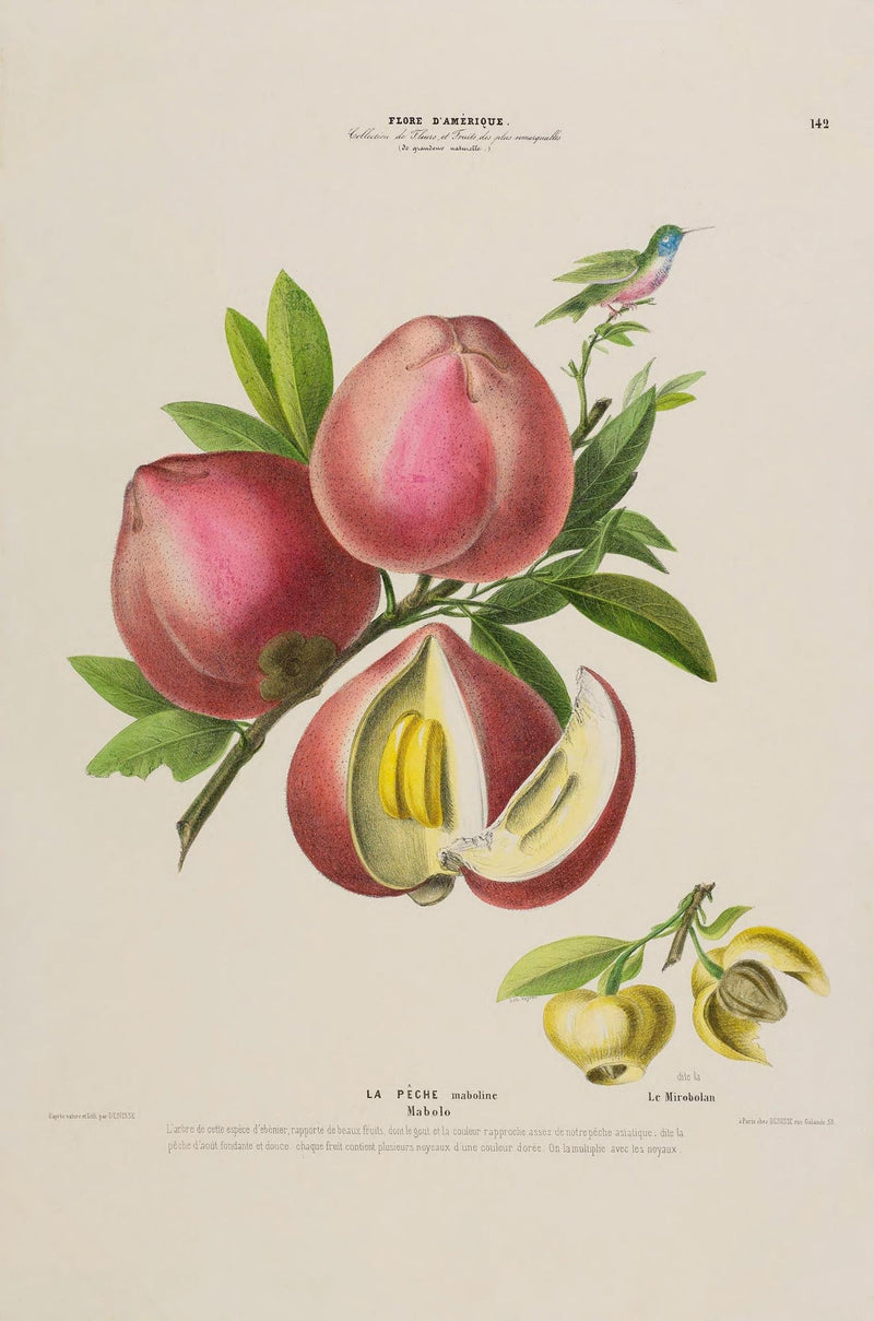 La Peche Botanical Poster – Fine Art Print Patroa Studio — Ansicht 3