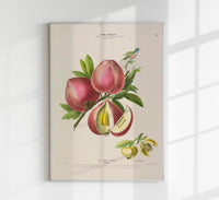 La Peche Botanical Poster – Fine Art Print Patroa Studio — Ansicht 1