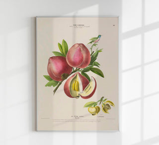 La Peche Botanical Poster – Fine Art Print | Botanisch | Küchenkunst