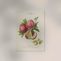 La Peche Botanical Poster – Fine Art Print Patroa Studio — Ansicht 2