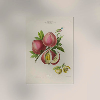 La Peche Botanical Poster – Fine Art Print Patroa Studio