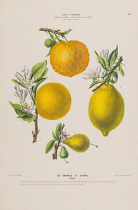 Les Oranges et Citrons Botanical Poster – Fruchtig | Premiumdruck | Mediterran — Ansicht 3