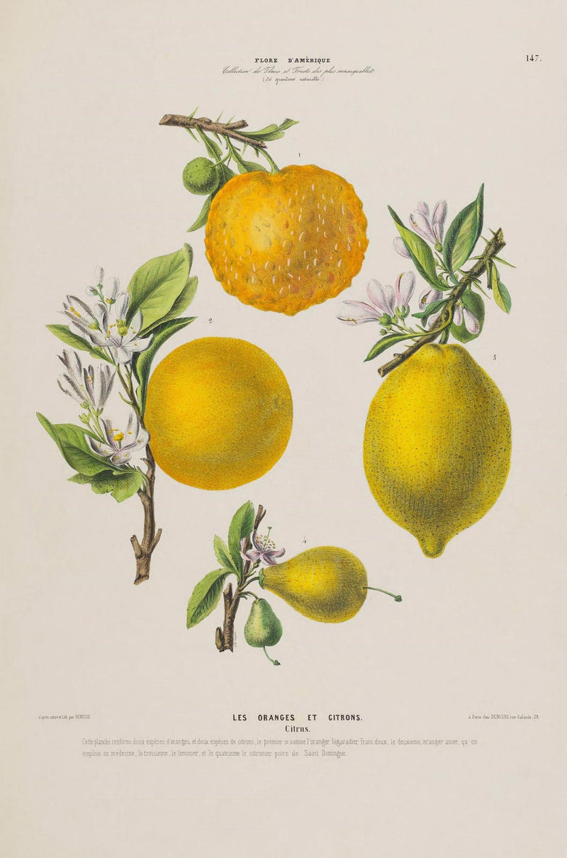 Les Oranges et Citrons Botanical Poster – Fruchtig | Premiumdruck | Mediterran — Ansicht 3