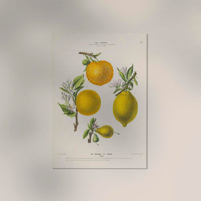 Les Oranges et Citrons Botanical Poster – Fruchtig | Premiumdruck | Mediterran