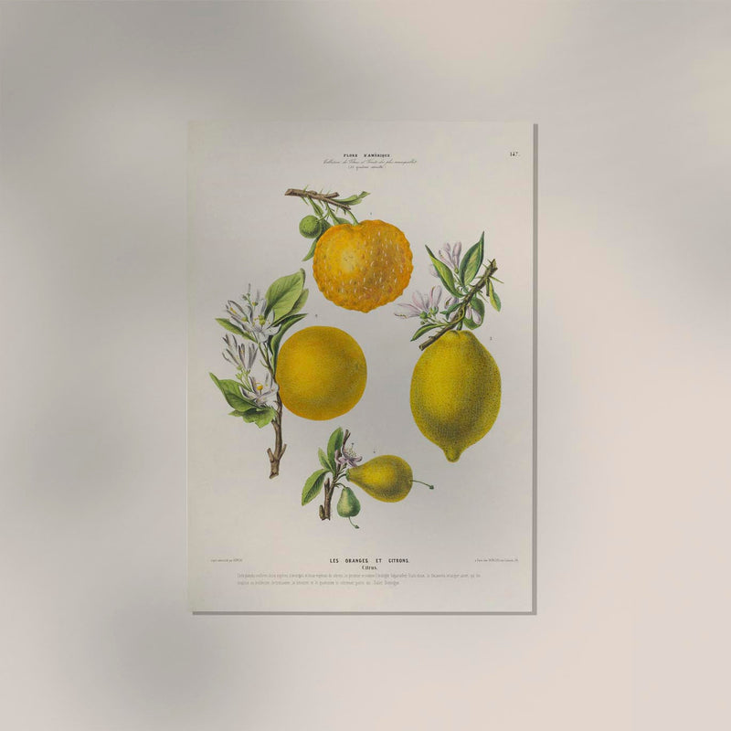 Les Oranges et Citrons Botanical Poster – Fruchtig | Premiumdruck | Mediterran — Ansicht 2