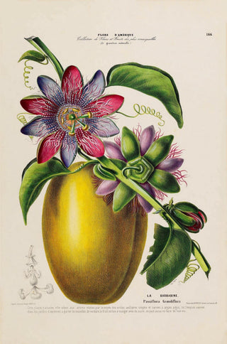 La Barbadine Passiflora – Fine Art Print | Botanisches Design | UV-beständig
