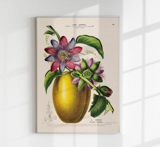 La Barbadine Passiflora – Fine Art Print | Botanisches Design | UV-beständig