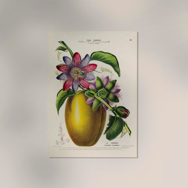 La Barbadine Passiflora – Fine Art Print Botanical Design UV-resistant — Ansicht 2