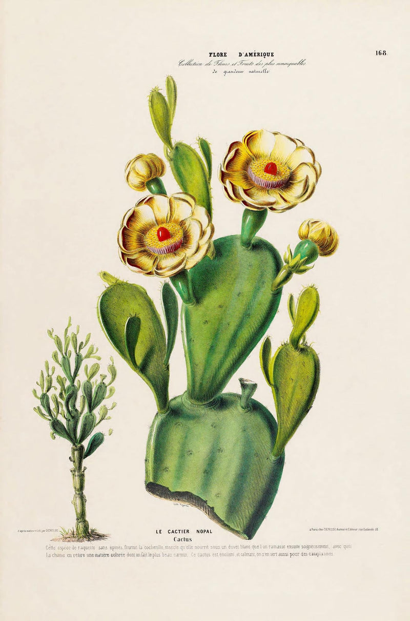 Nopal Cactus – Botanical Fine Art Poster | Patroa Studio — Ansicht 3