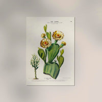 Nopal Cactus – Botanical Fine Art Poster | Patroa Studio — Ansicht 2