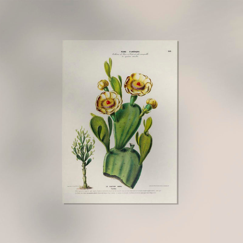 Nopal Cactus – Botanical Fine Art Poster | Patroa Studio — Ansicht 2