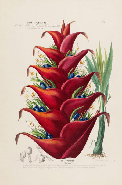 Le Balisier – Fine Art Print | Botanisches Poster | Premium Qualität