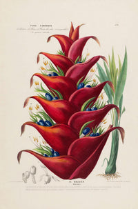 Le Balisier – Fine Art Print | Botanical Poster | Premium Quality — Ansicht 3