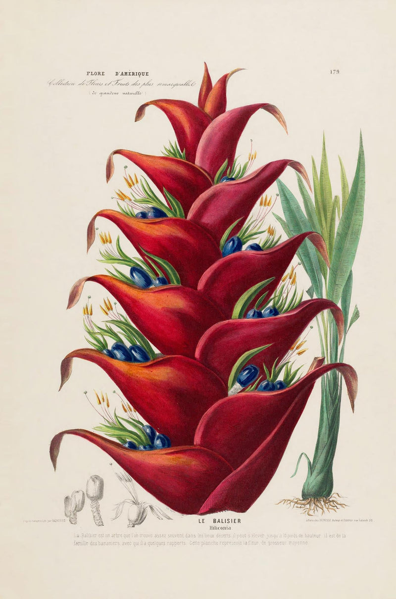 Le Balisier – Fine Art Print | Botanical Poster | Premium Quality — Ansicht 3