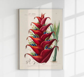 Le Balisier – Fine Art Print | Botanisches Poster | Premium Qualität